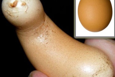 Quả trứng gà hình quả chuối