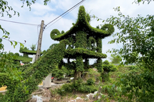 Cây sanh giống chùa Một Cột của lão nông Nam Định được trả 250 triệu đồng