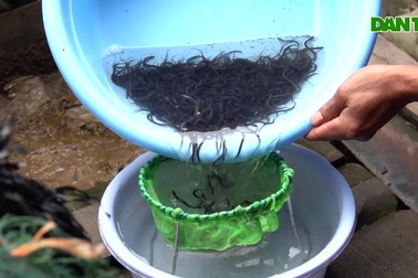 Anh nông dân chế máy ấp trứng lươn giá ngang 3 bát phở hiệu quả cực cao