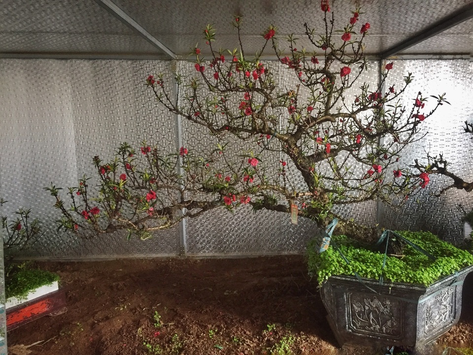 Vườn đào thất thốn độc nhất Hà Nội được nhiều đại gia trả giá “khủng” - 8 Vườn đào thất thốn độc nhất Hà Nội được nhiều đại gia trả giá “khủng” - 8