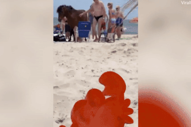 Ngựa hoang "tung cước" đá trúng vào bộ phận “nhạy cảm” của khách