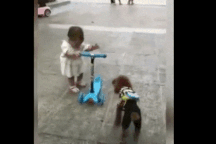 Cười rụng rốn với clip chó "thành tinh" cướp xe trượt của em bé rồi lái đi