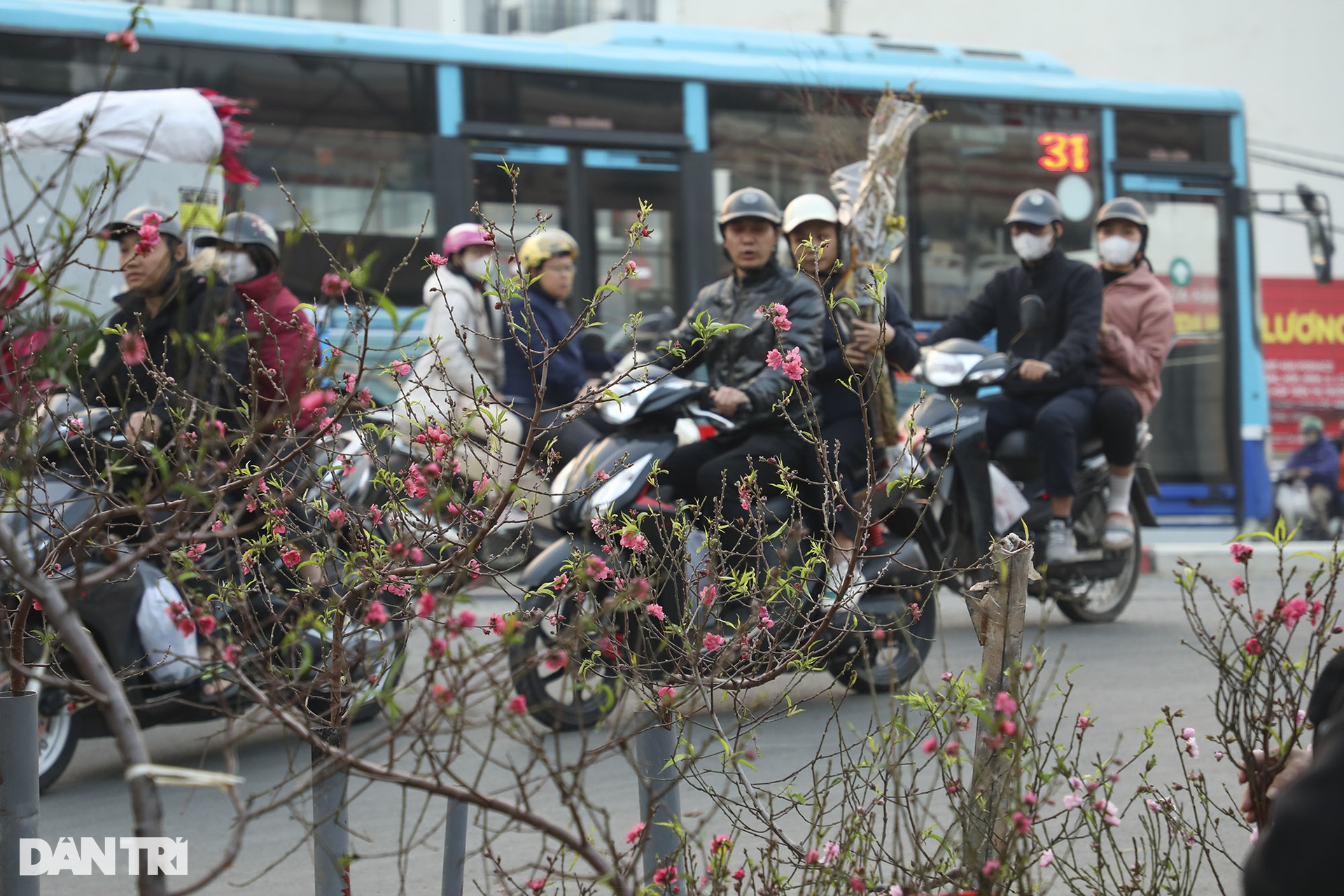 Nhộn nhịp mua đào Nhật Tân nở sớm tại chợ hoa Quảng An - 1 Nhộn nhịp mua đào Nhật Tân nở sớm tại chợ hoa Quảng An - 1