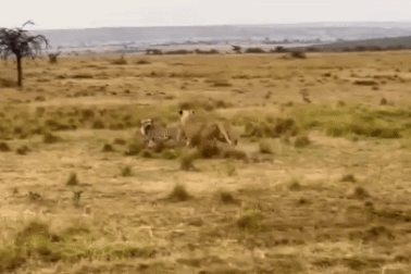 Mải mê đánh chén, báo săn suýt làm mồi ngon cho sư tử