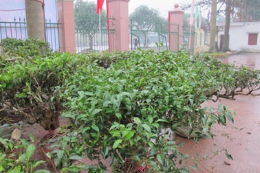 Thú chơi cây chè xanh ngày Tết