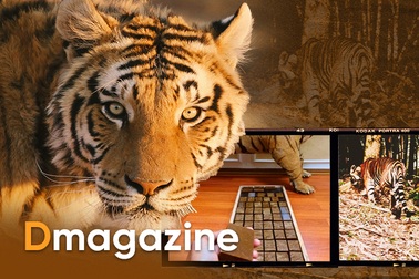 Thế giới ngầm ranh mãnh của những trùm buôn hổ trên chợ mạng