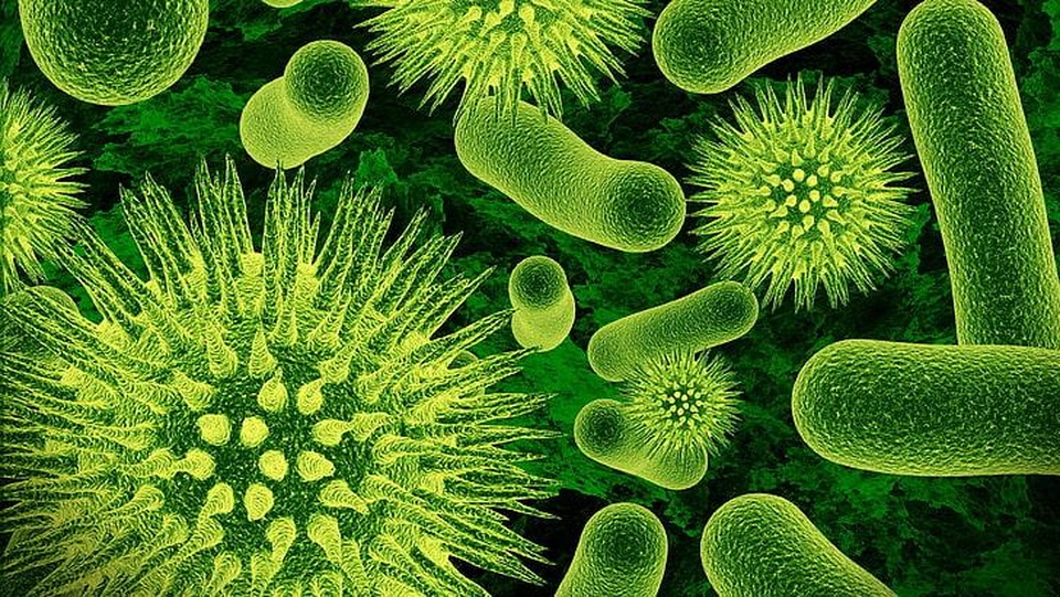 Đường ruột mỗi người chứa một “cộng đồng virus” riêng - 1