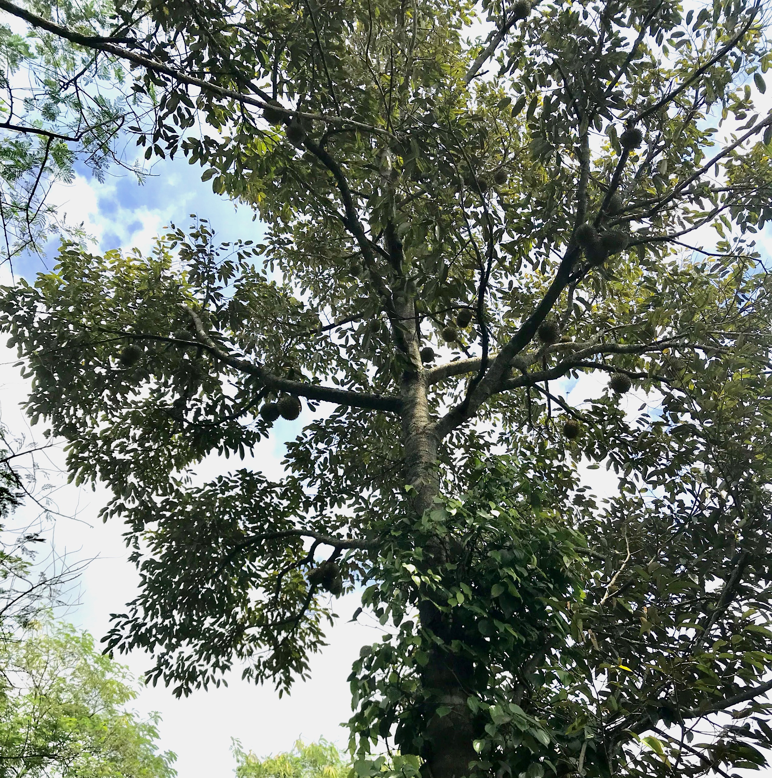 Gia đình Đắk Lắk làm vườn trái cây rộng 500m2 cho các con ăn thỏa thích - 8 Gia đình Đắk Lắk làm vườn trái cây rộng 500m2 cho các con ăn thỏa thích - 8