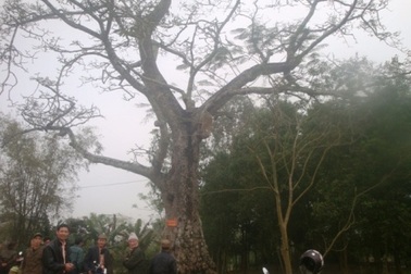 Chuyện về cây gạo 200 năm tuổi được vinh danh Cây Di sản