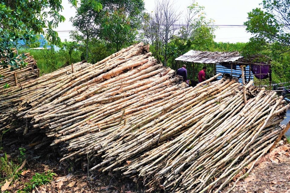 Nhọc nhằn nghề vác tràm thuê - 5 Nhọc nhằn nghề vác tràm thuê - 5