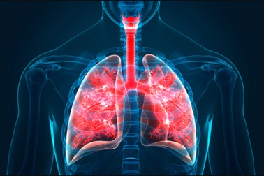 Phát hiện bộ phận mới của cơ thể người, ẩn giấu trong phổi