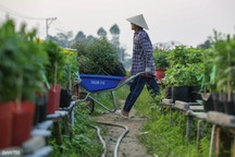 Làng hoa lớn nhất miền Tây vào vụ Tết