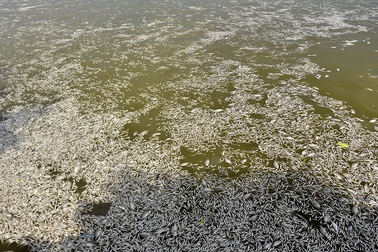 Cá chết phủ trắng ven Hồ Tây