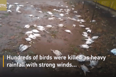 Nghìn xác chim nằm “chết như ngả rạ” sau trận mưa đá