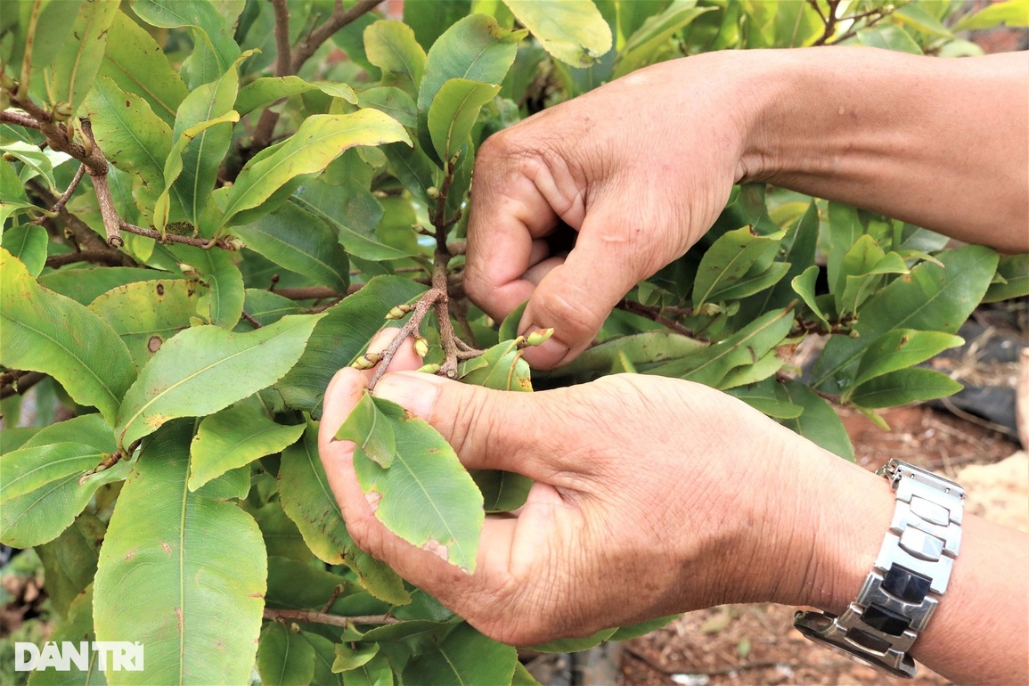 Làng mai Bình Định trên cao nguyên nín thở chờ Tết - 7 Làng mai Bình Định trên cao nguyên nín thở chờ Tết - 7