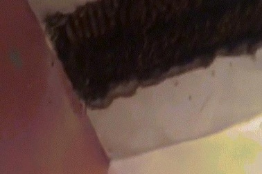 Mỹ: Hết hồn phát hiện 3,5 vạn con ong làm tổ trong nhà