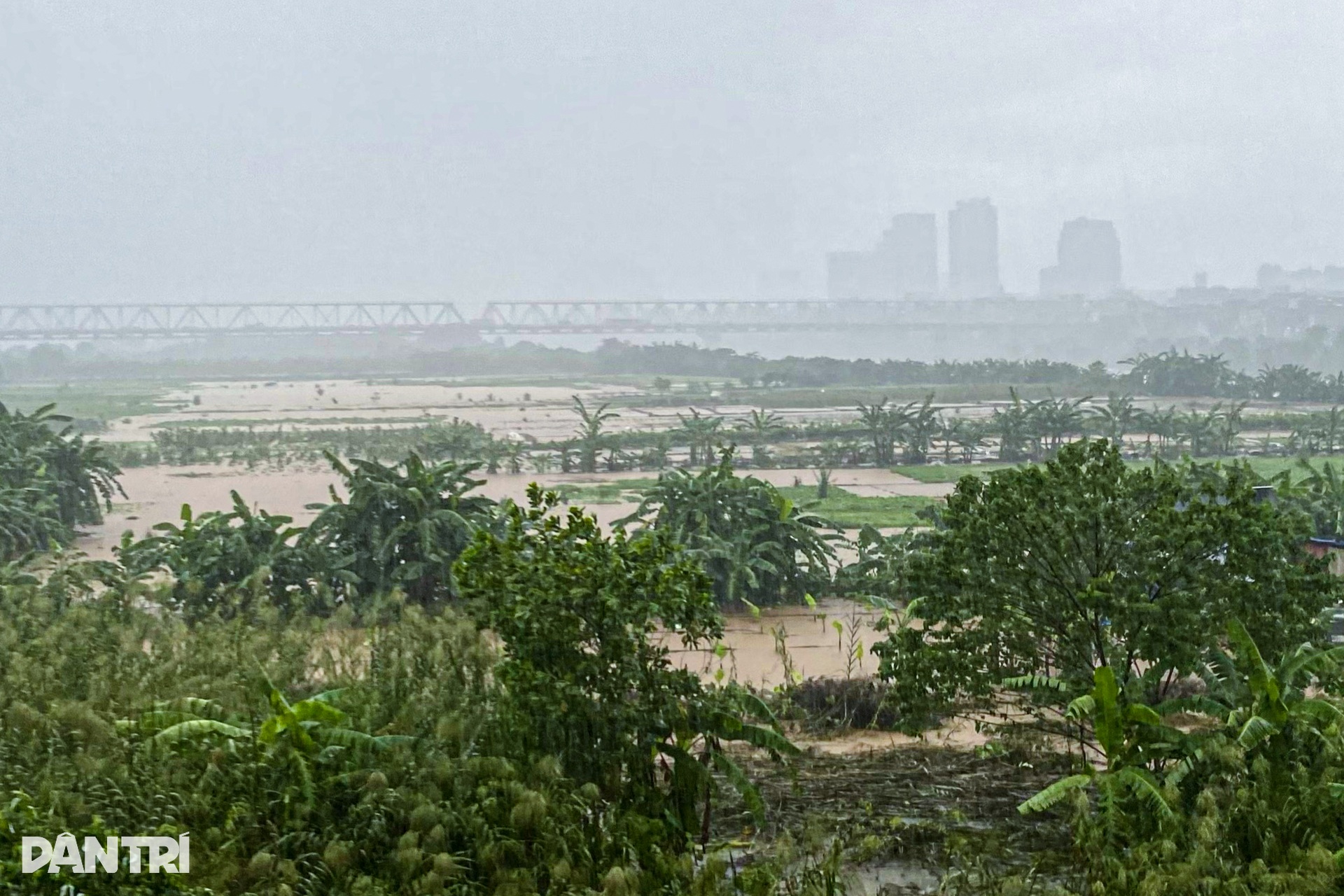 Nước sông Hồng lên cao, cô lập bãi giữa, ngập trắng hoa màu - 4