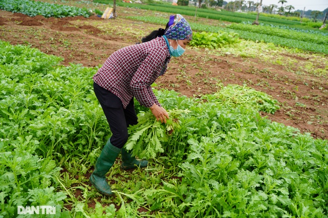 Nông dân ở Hà Nội khóc ròng vì rau xanh rớt giá thê thảm, khó tiêu thụ - 3 Nông dân ở Hà Nội khóc ròng vì rau xanh rớt giá thê thảm, khó tiêu thụ - 3