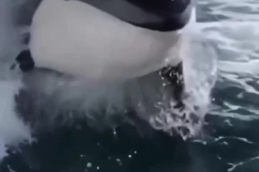 Cận cảnh kích thước khổng lồ của cá voi sát thủ