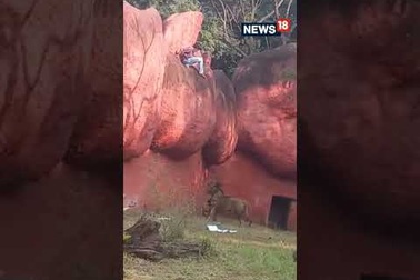 Chàng trai trèo vào chuồng sư tử