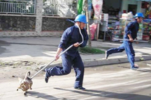 Vĩnh Phúc sẽ lập đội bắt chó mèo thả rông sau một ca tử vong do bệnh dại