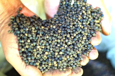 Gặt hái "vàng đen" trên đất bạc màu, lão nông thoát nghèo