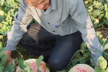 Mùa muối đắng lòng, mùa dưa đau ruột