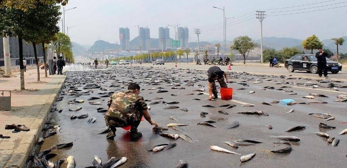 Bí ẩn những cơn mưa cá xảy ra mỗi năm một lần - 2 Bí ẩn những cơn mưa cá xảy ra mỗi năm một lần - 2
