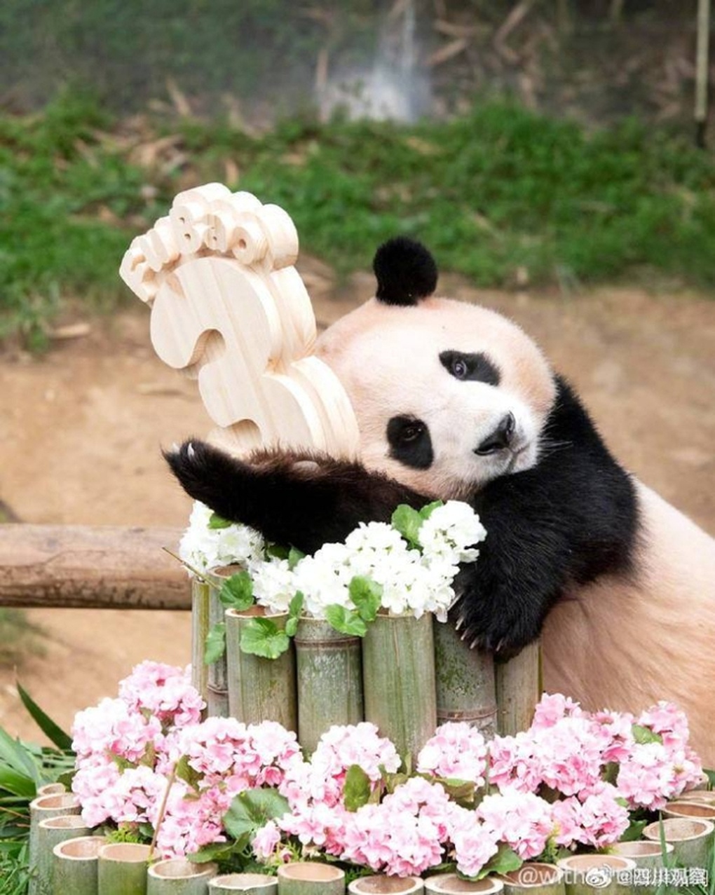 Hàng nghìn người Hàn Quốc đội mưa, xúc động tiễn gấu trúc Fu Bao về nước - 6 Hàng nghìn người Hàn Quốc đội mưa, xúc động tiễn gấu trúc Fu Bao về nước - 6