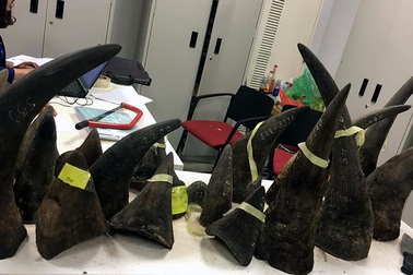 Hơn 100kg sừng tê giác “vô chủ” từ châu Phi tuồn về Hà Nội (!?)