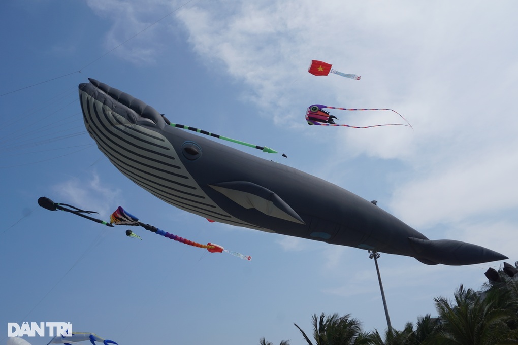 Mãn nhãn diều khổng lồ nặng 10kg bay lượn ở biển Đà Nẵng - 5 Mãn nhãn diều khổng lồ nặng 10kg bay lượn ở biển Đà Nẵng - 5