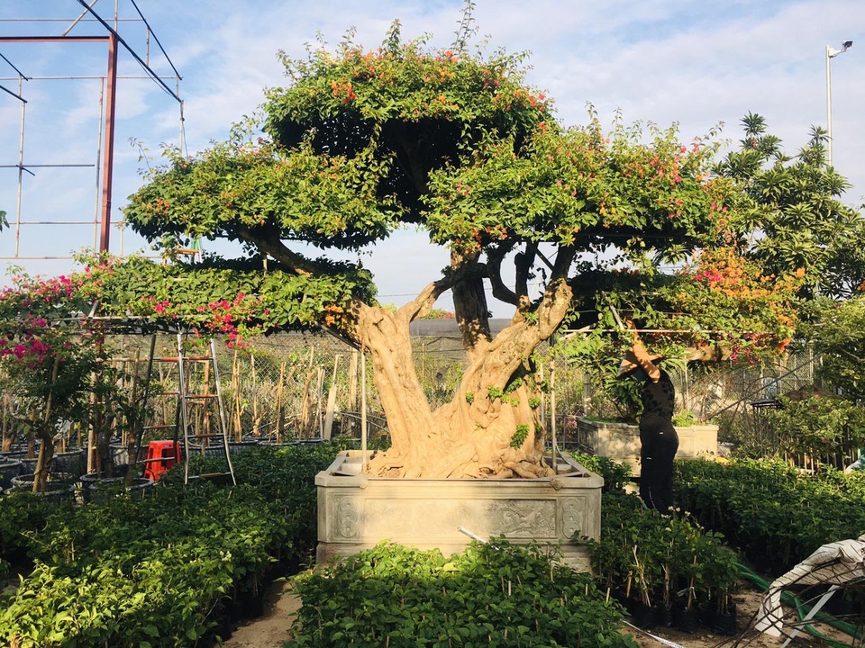 Chơi Tết sang: Đại gia đổi cả chung cư tiền tỷ lấy cây hoa giấy 5 màu - 5 Chơi Tết sang: Đại gia đổi cả chung cư tiền tỷ lấy cây hoa giấy 5 màu - 5