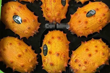 Dưa chuột 400 ngàn đồng/quả: Ăn giải nhiệt, xót cả ruột