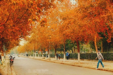 "Con đường lá đỏ" ở Hà Nội gây tranh cãi vì ảnh thực tế khác xa trên mạng