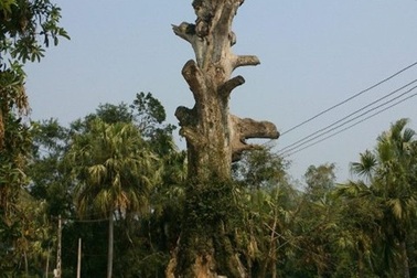 Nhiều Cây Di sản bất ngờ chết sau khi được vinh danh