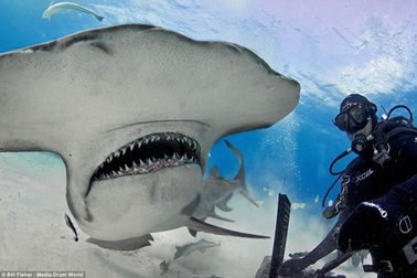 Thợ lặn liều mạng chơi đùa cùng cá mập đầu búa khổng lồ