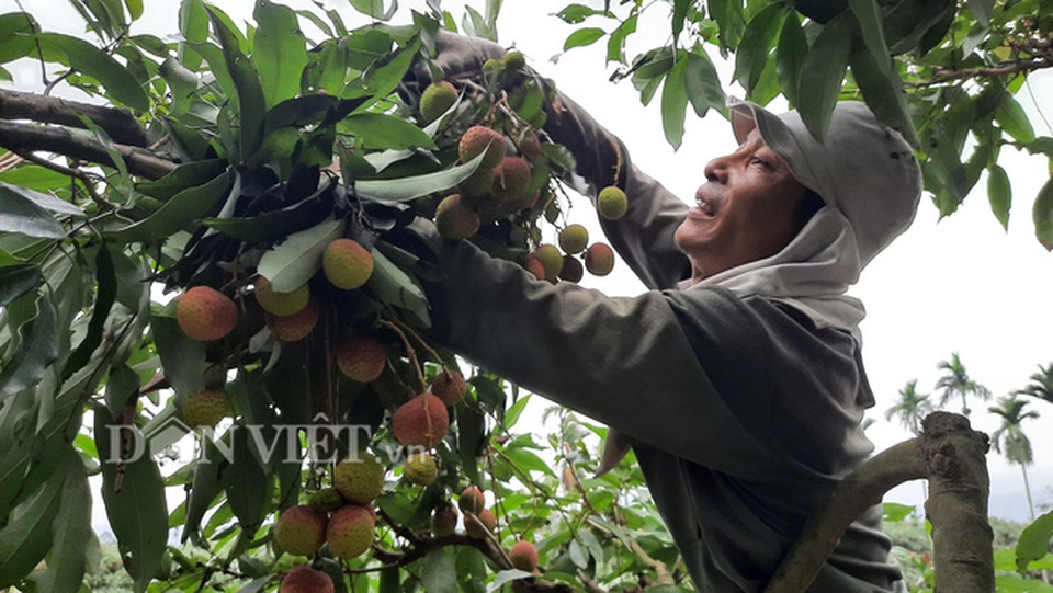 Quảng Ninh: Bội thu vải chín sớm, thương lái kéo về mua nườm nượp, nông dân thu tiền tỷ - 4 Quảng Ninh: Bội thu vải chín sớm, thương lái kéo về mua nườm nượp, nông dân thu tiền tỷ - 4