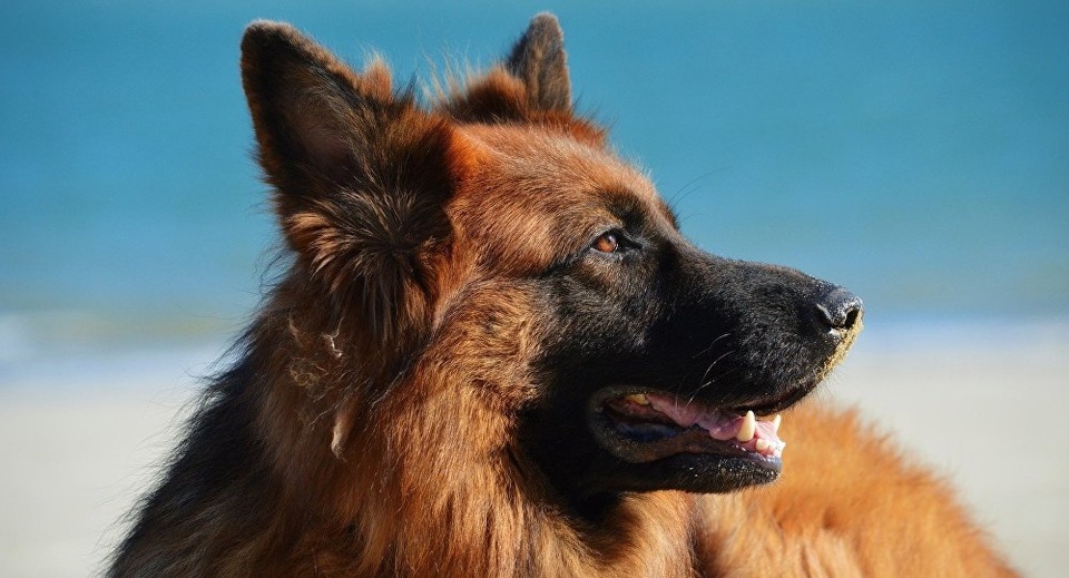 Người phụ nữ được cứu sống nhờ chó nhà đánh hơi được khối u ung thư? - 1