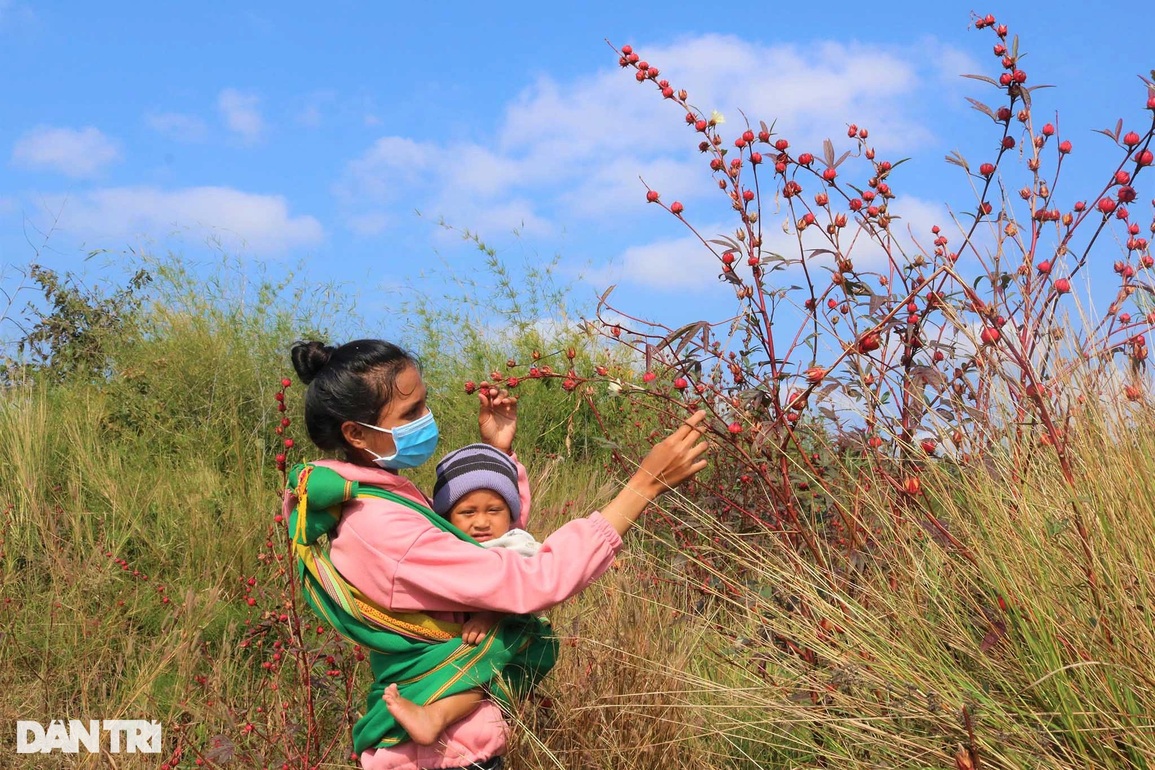 Đầu xuân lên rừng hái hoa atiso, bỏ túi hàng chục triệu đồng - 1 Đầu xuân lên rừng hái hoa atiso, bỏ túi hàng chục triệu đồng - 1