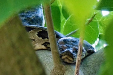 Đi hóng mát, phát hiện cá thể trăn nặng 5kg nằm trên cây