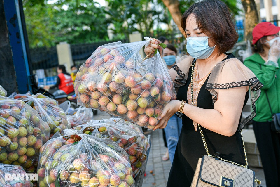 Người Hà Nội đội nắng nóng đi mua vải thiều Bắc Giang - 2 Người Hà Nội đội nắng nóng đi mua vải thiều Bắc Giang - 2