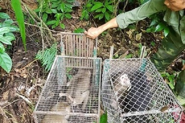 Quảng Bình: Thả 11 cá thể động vật hoang dã về môi trường tự nhiên