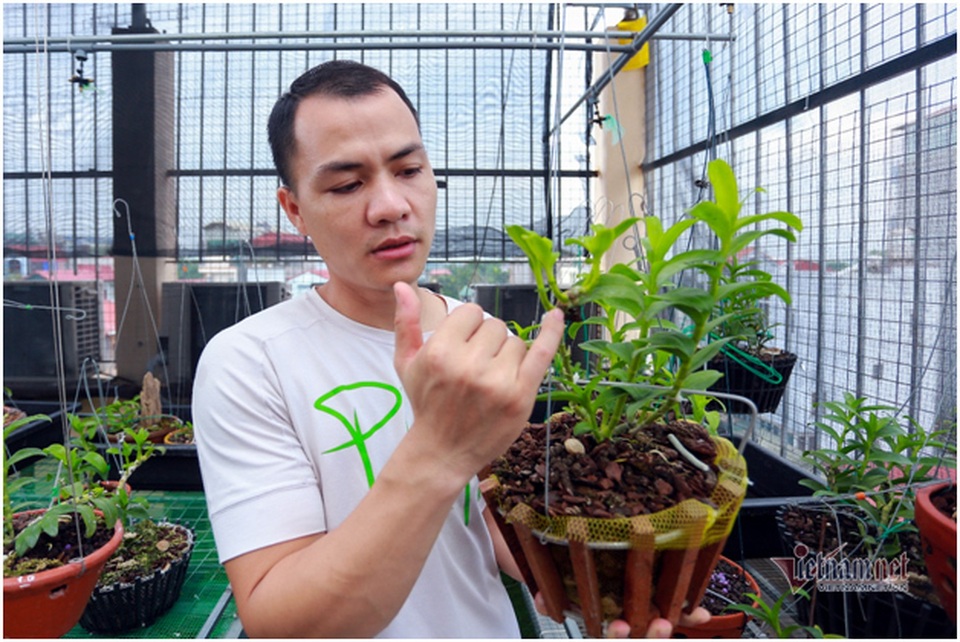 Tận mắt 4 mầm lan như cọng rau rao tiền tỷ của 2 đại gia Hà Thành - 1 Tận mắt 4 mầm lan như cọng rau rao tiền tỷ của 2 đại gia Hà Thành - 1