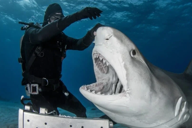 5 loài cá mập nguy hiểm nhất hành tinh