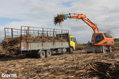 Hàng chục hecta mía bị thiêu rụi, nông dân đứng ngồi không yên