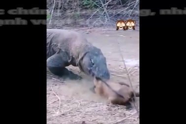 Khoảnh khắc rồng Komodo nuốt sống dê con trong chớp mắt