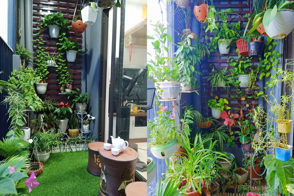 Gia chủ Hà Nội làm khu vườn xanh tốt hơn trăm loài cây ở ban công - 10 Gia chủ Hà Nội làm khu vườn xanh tốt hơn trăm loài cây ở ban công - 10