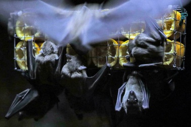 Tây Phi phát hiện virus Marburg chết người, WHO lên tiếng cảnh báo