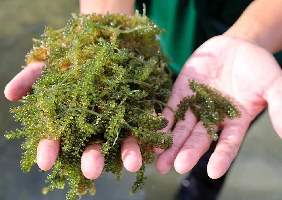 Ngã rẽ liều lĩnh và hành trình triệu USD của loại trứng mọc từ cây - 9