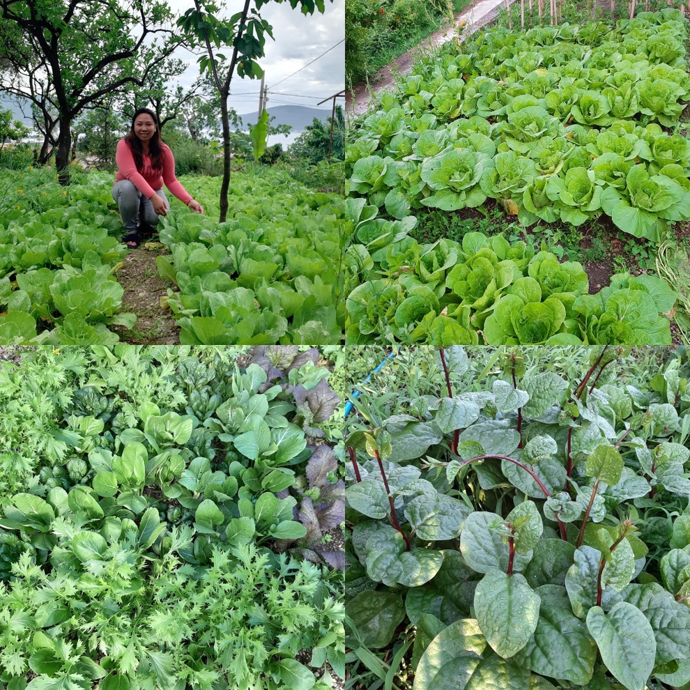 Người phụ nữ cải tạo sân, làm vườn rộng 260m2 trồng rau trái sạch sum suê - 8 Người phụ nữ cải tạo sân, làm vườn rộng 260m2 trồng rau trái sạch sum suê - 8